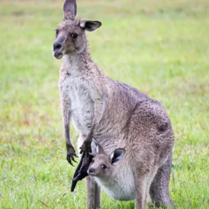 Wild kangaroo with her joey in the backyard at Coomba Little Farm